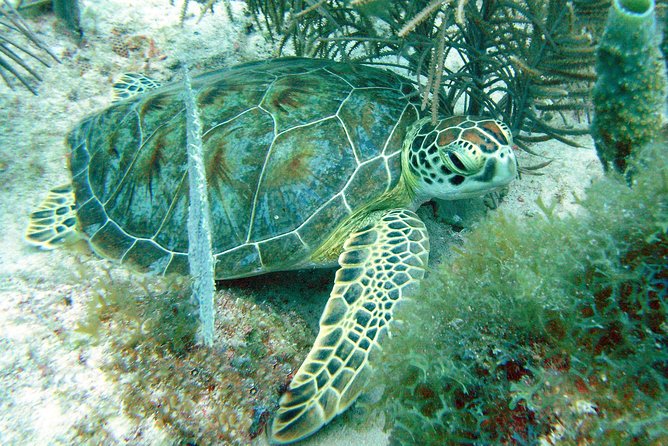 Small-Group Aruba Scuba Diving for Non-Certified Divers - Marine Life Chances at Tres Trapi (and Why Shore Helps)
