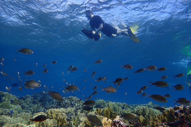 Small-Group Sea Scooters Snorkel at Mangel Halto Beach in Aruba - Key Highlights You’ll Feel Right Away