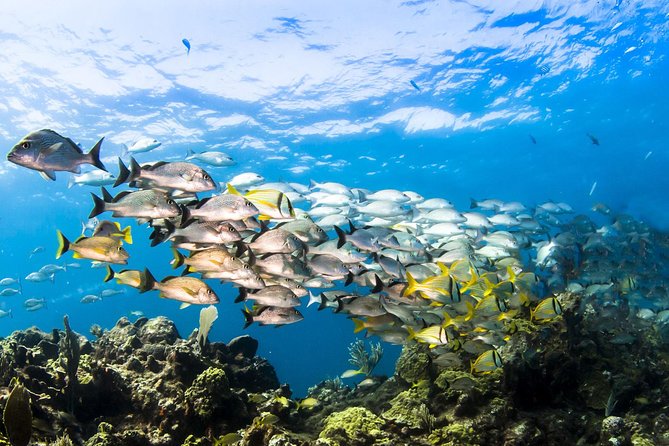 Small Group Snorkeling at Mangel Halto Aruba - Where the tour starts: the Savaneta meeting point and the dive-center handoff