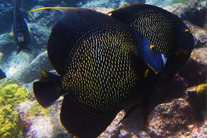 Small Group Snorkeling at Mangel Halto Aruba - What you’re paying for: $55 value when gear, transport, and instruction are included