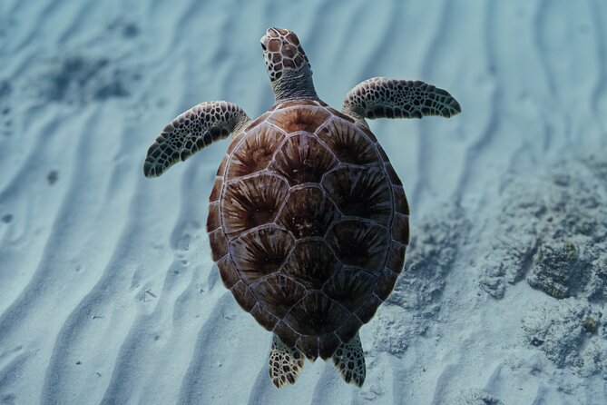 Turtle Snorkeling Aruba: Private Tour with Video - Key Things I’d Plan Around