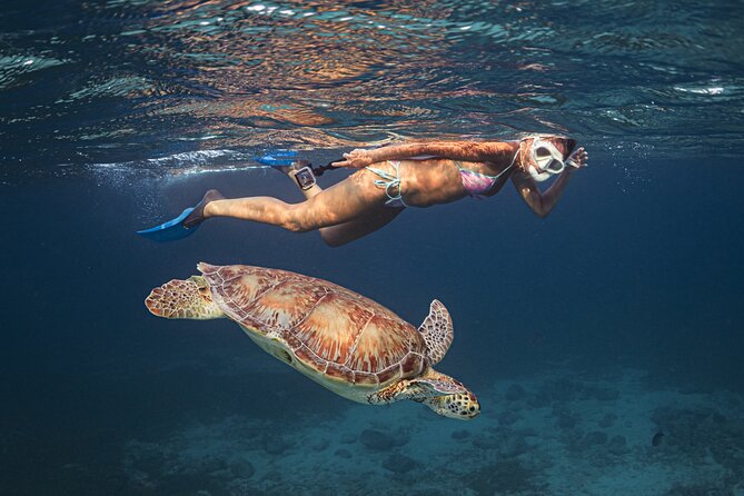 Turtle Snorkeling Aruba: Private Tour with Video - Sea Turtles and a GoPro12 Edited Video Plan