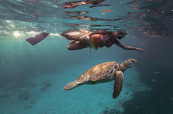 Turtle Snorkeling Aruba: Private Tour with Video - Private Session Means Better Attention (and Less Herding)