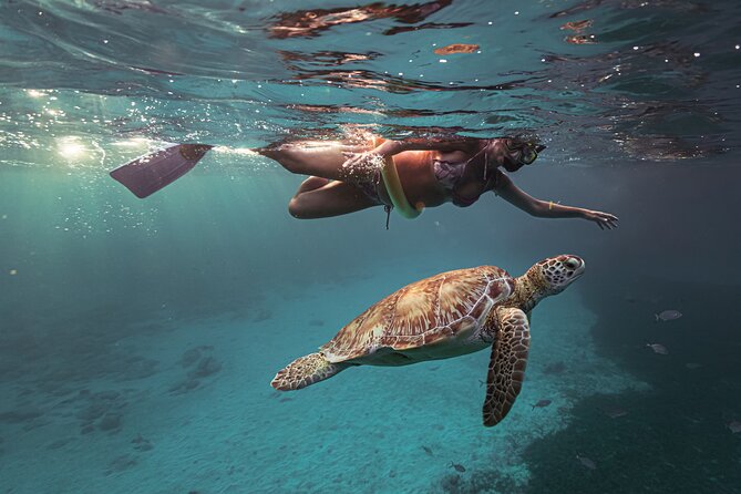 Turtle Snorkeling Aruba: Private Tour with Video - Snorkeling Equipment Handling: What You Don’t Need to Worry About
