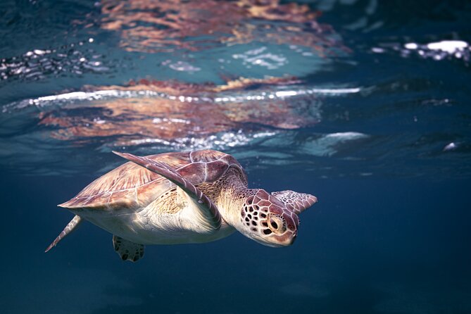 Turtle Snorkeling Aruba: Private Tour with Video - Who This Turtle Snorkeling Tour Fits Best