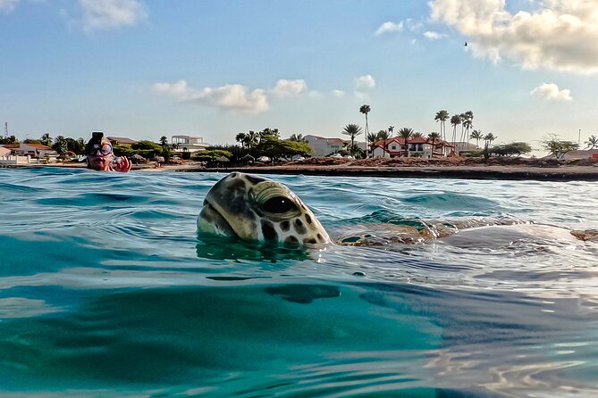 Turtle Snorkeling Tour in Tres Trapi, Aruba - Key things to know before you go