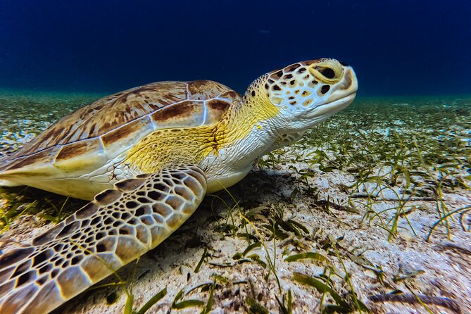Turtle Snorkeling Tour in Tres Trapi, Aruba - Gear, life vests, and mask comfort (yes, this matters)