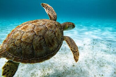 Turtle Snorkeling Tour in Tres Trapi, Aruba - Small groups: the real value of a guide-led turtle hunt