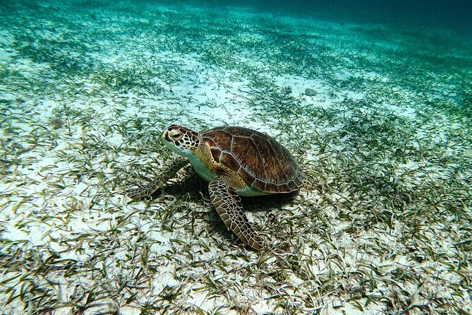 Turtle Snorkeling Tour in Tres Trapi, Aruba - The snorkel flow: from shore to turtle spots