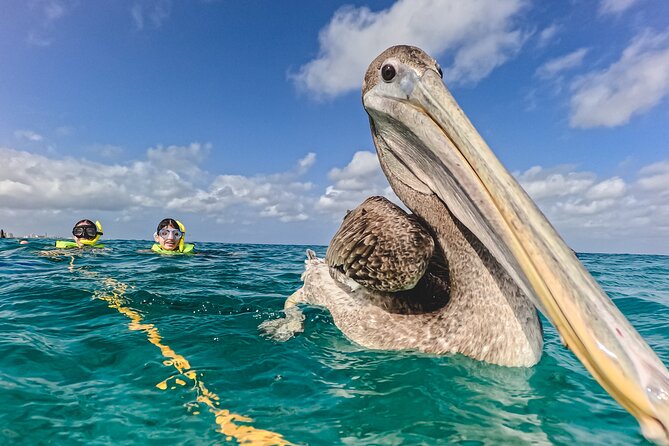 Turtle Snorkeling Tour in Tres Trapi, Aruba - What you can realistically expect to see