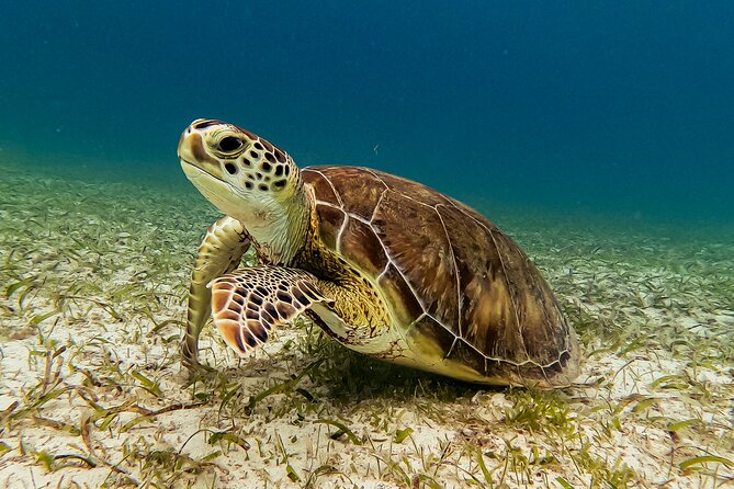 Turtle Snorkeling Tour in Tres Trapi, Aruba - When to go: time slots and sea conditions