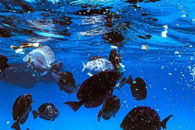 VIP Morning Delight Champagne Sailing and Snorkeling with Lunch - Snorkeling gear is included, so you can pack lighter